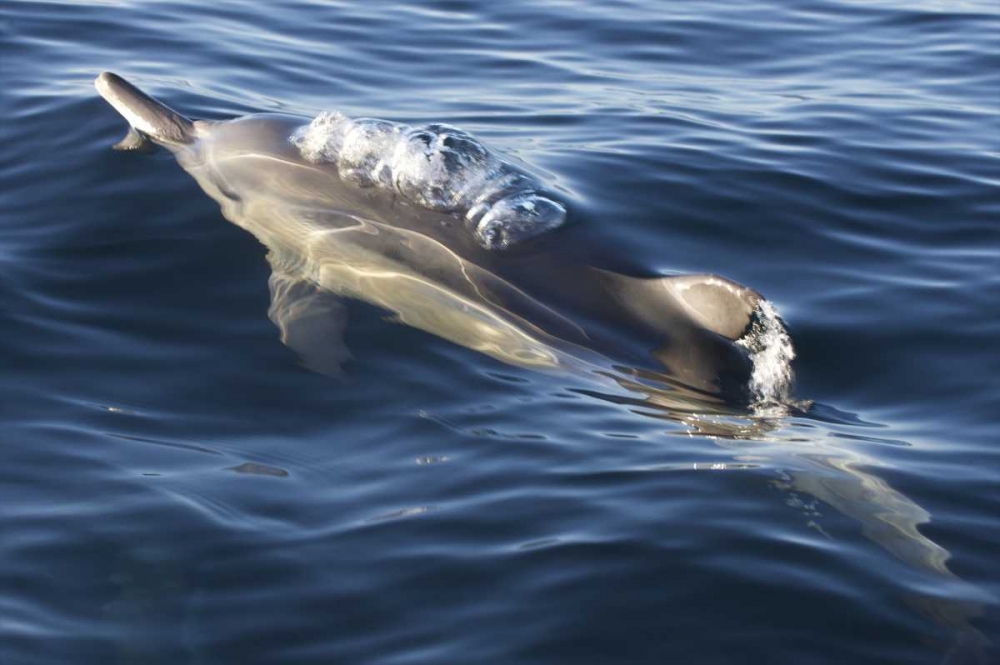 Wall Art Painting id:126761, Name: South Cape Town A bottlenose dolphin, Artist: Anon, Josh