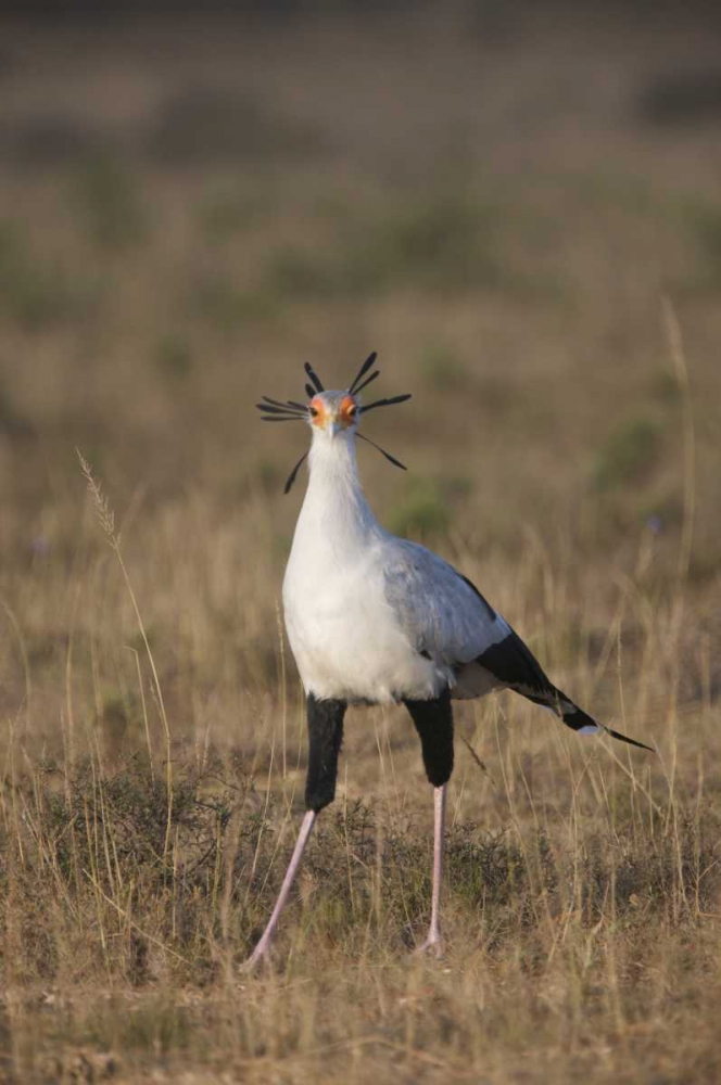 Wall Art Painting id:126768, Name: South Port Elizabeth A secretary bird portrait, Artist: Anon, Josh