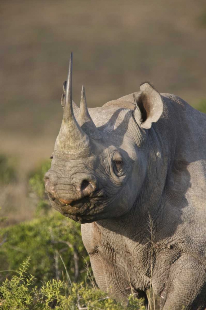 Wall Art Painting id:126772, Name: South Africa, Port Elizabeth, Black rhino grazing, Artist: Anon, Josh