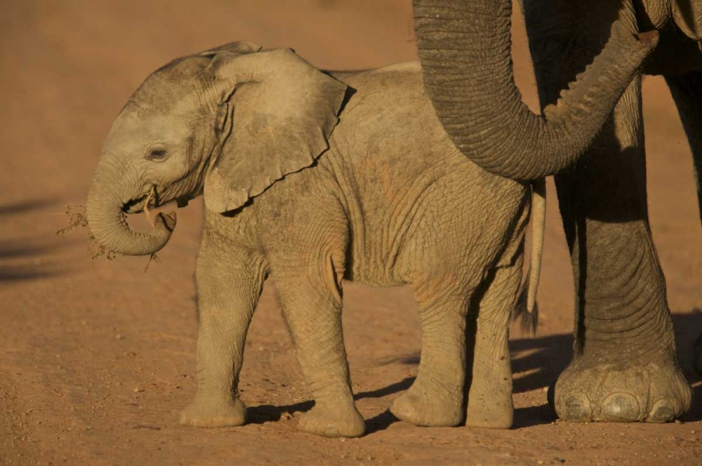 Wall Art Painting id:126769, Name: South Africa Baby elephant plays with a branch, Artist: Anon, Josh