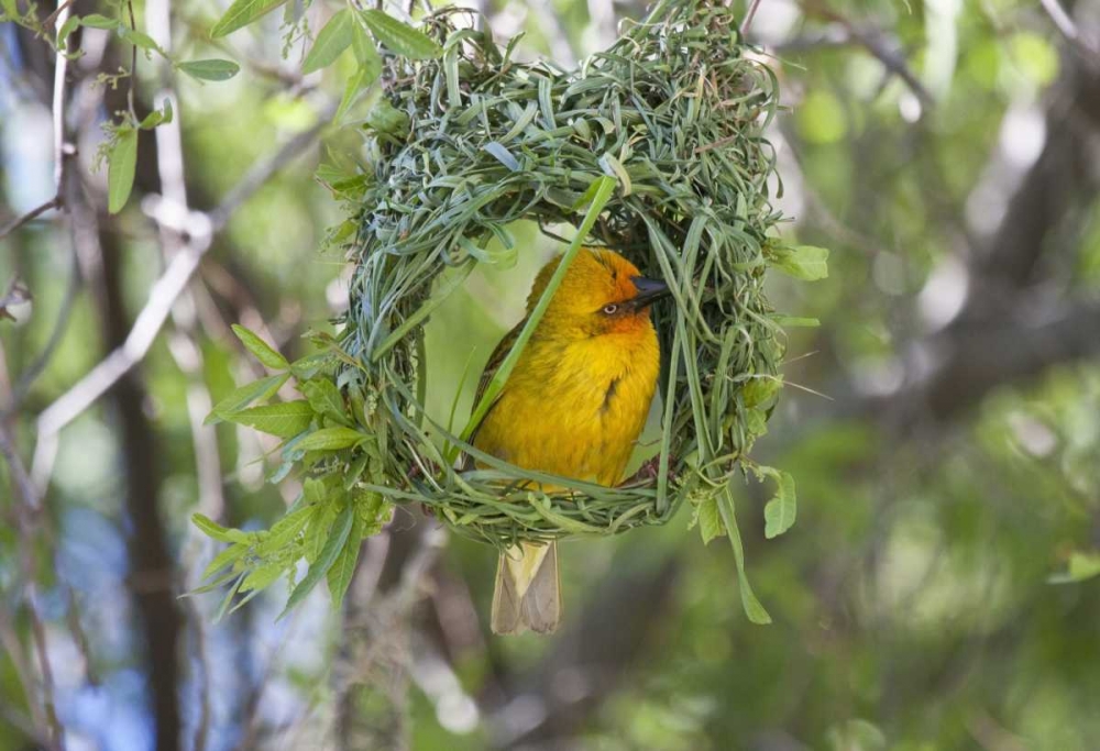 Wall Art Painting id:136507, Name: Slender-billed Weaver, Kamieskroon, South Africa, Artist: Young, Bill