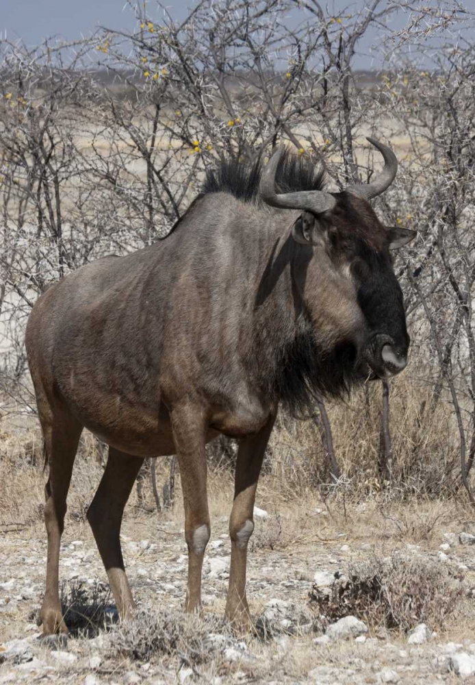 Wall Art Painting id:136207, Name: Solitary wildebeest, Etosha NP, Namibia, Artist: Young, Bill