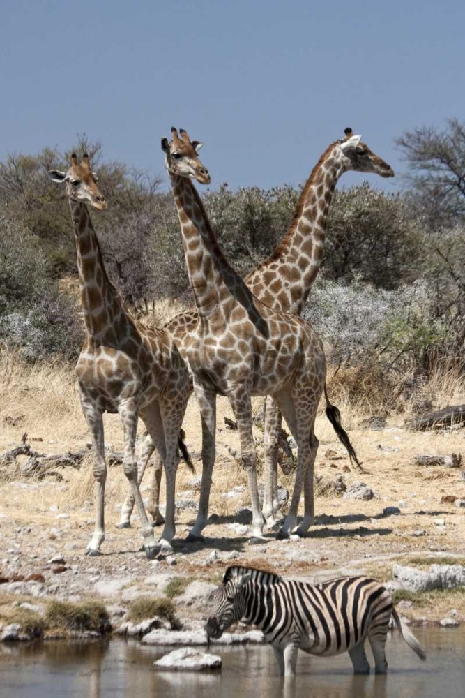 Wall Art Painting id:136392, Name: Giraffe and zebra at water, Etosha NP, Namibia, Artist: Young, Bill