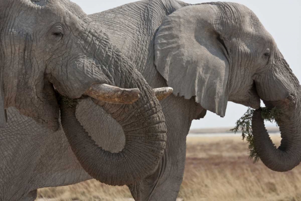 Wall Art Painting id:136423, Name: Two elephants eating plants, Etosha NP, Namibia, Artist: Young, Bill