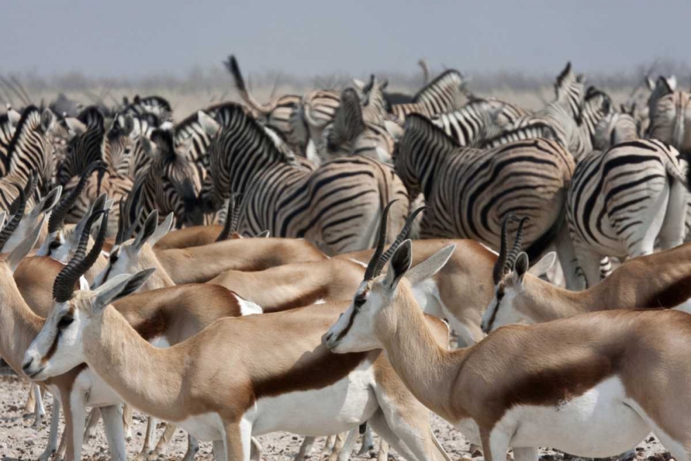 Wall Art Painting id:136233, Name: Springboks and zebras, Etosha NP, Namibia, Artist: Young, Bill