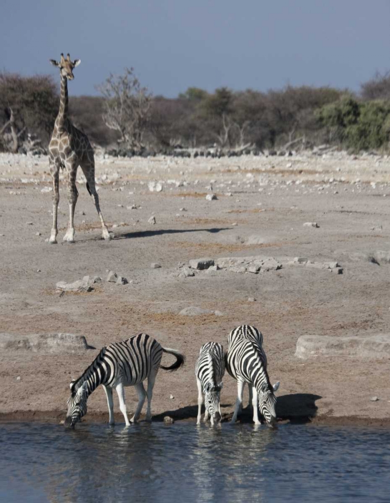 Wall Art Painting id:136443, Name: Namibia, Etosha NP Zebra and giraffe at Chudop, Artist: Young, Bill