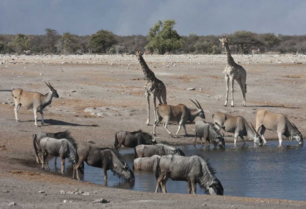 Wall Art Painting id:136499, Name: Namibia, Etosha NP  Animals at Chudop waterhole, Artist: Young, Bill