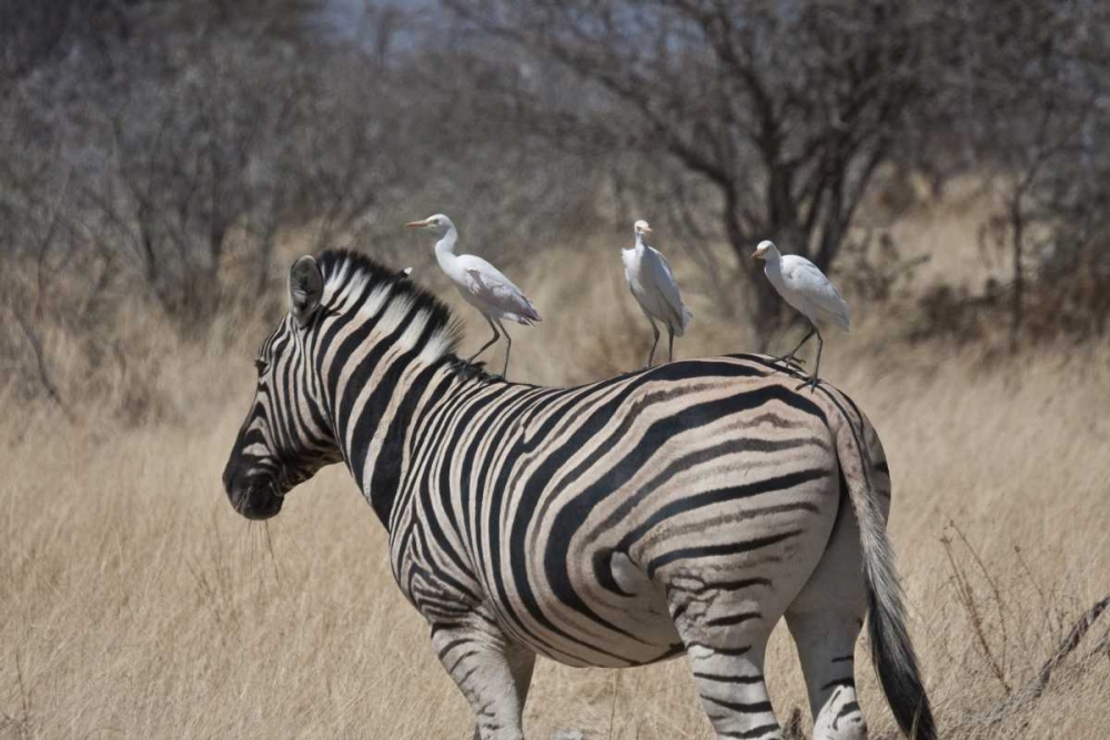Wall Art Painting id:136270, Name: Namibia, Etosha NP Zebra with three egrets, Artist: Young, Bill