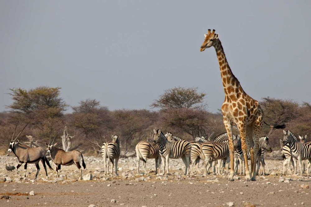 Wall Art Painting id:136408, Name: Namibia, Etosha NP Animals ongregate at water, Artist: Young, Bill