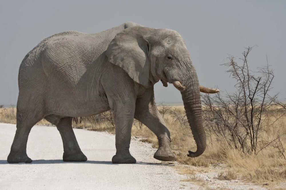 Wall Art Painting id:136286, Name: Namibia, Etosha NP Elephant crossing a road, Artist: Young, Bill