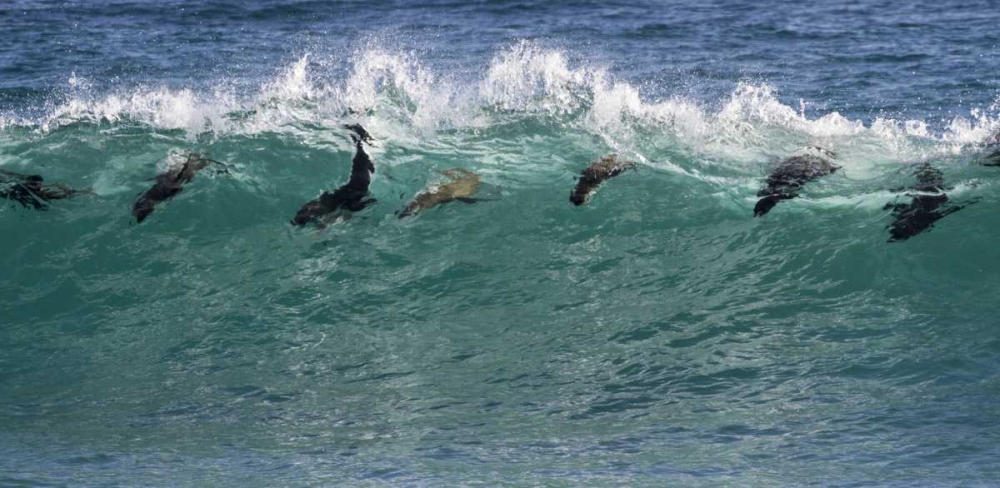 Wall Art Painting id:136187, Name: South Africa Seals surfing in waves, Artist: Young, Bill