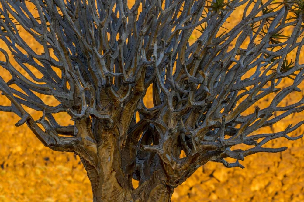 Wall Art Painting id:136166, Name: South Richtersveld NP Quiver tree, Artist: Young, Bill