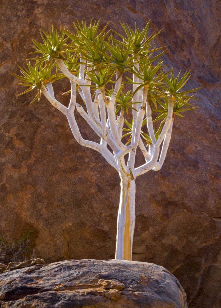 Wall Art Painting id:136430, Name: South Richtersveld NP Quiver tree and boulders, Artist: Young, Bill