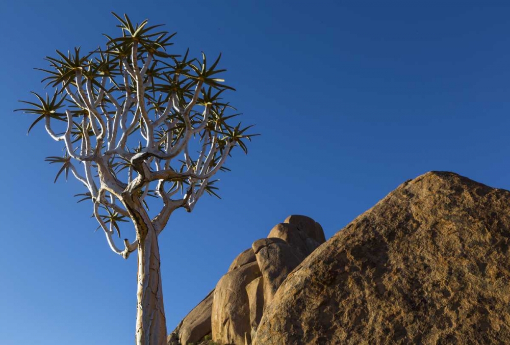 Wall Art Painting id:136375, Name: South Richtersveld NP Quiver tree and boulder, Artist: Young, Bill