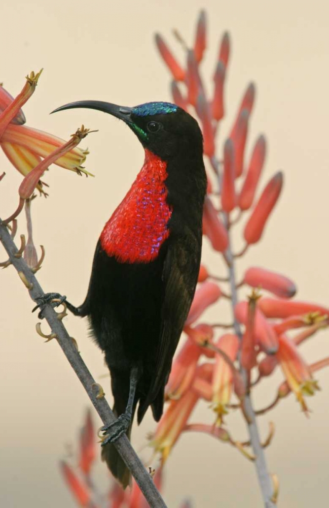 Wall Art Painting id:131271, Name: Tanzania, Ndutu Scarlet-breasted sunbird on limb, Artist: Morris, Arthur