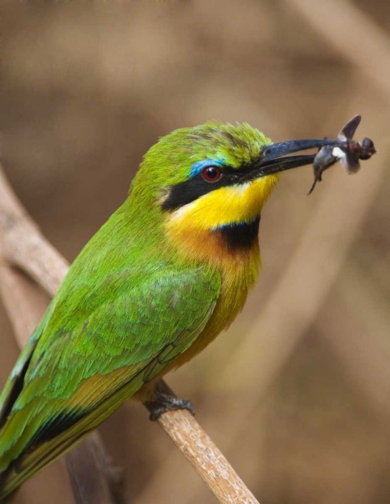 Wall Art Painting id:130805, Name: Tanzania, Lake Manyara NP Bee-eater on a branch, Artist: Kirkland, Dennis