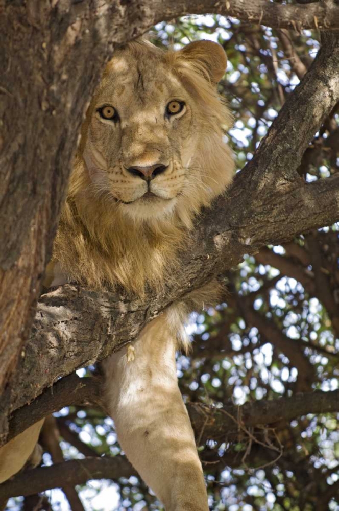 Wall Art Painting id:130689, Name: Tanzania, Lake Manyara NP Lion in a tree, Artist: Kirkland, Dennis