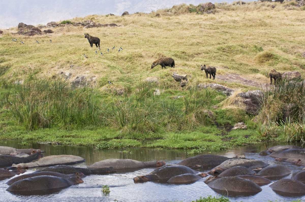 Wall Art Painting id:130803, Name: Tanzania, Ngorongoro Hippos in pool with hyenas, Artist: Kirkland, Dennis