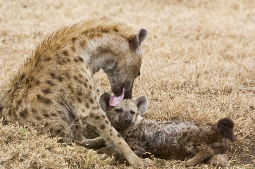 Wall Art Painting id:130802, Name: Tanzania, Ngorongoro Spotted hyena licking baby, Artist: Kirkland, Dennis