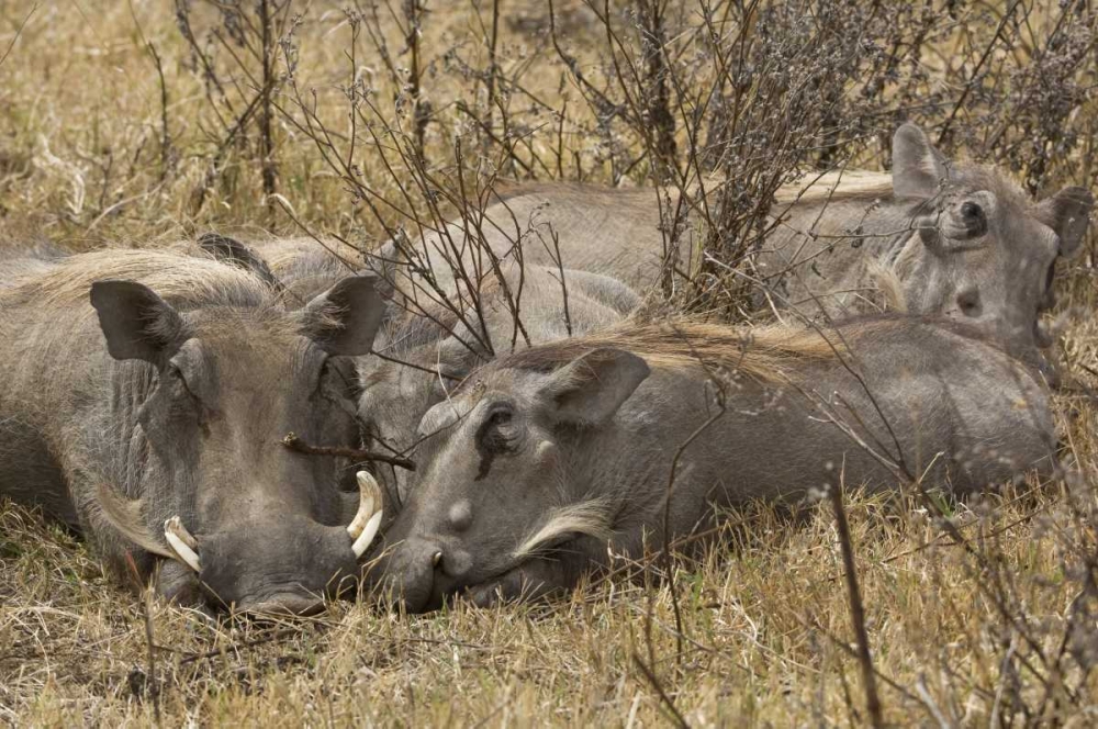 Wall Art Painting id:130736, Name: Tanzania, Ngorongoro Warthog family sleeping, Artist: Kirkland, Dennis