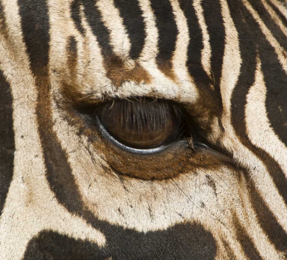 Wall Art Painting id:130731, Name: Tanzania, Tarangire NP Eye of a common zebra, Artist: Kirkland, Dennis