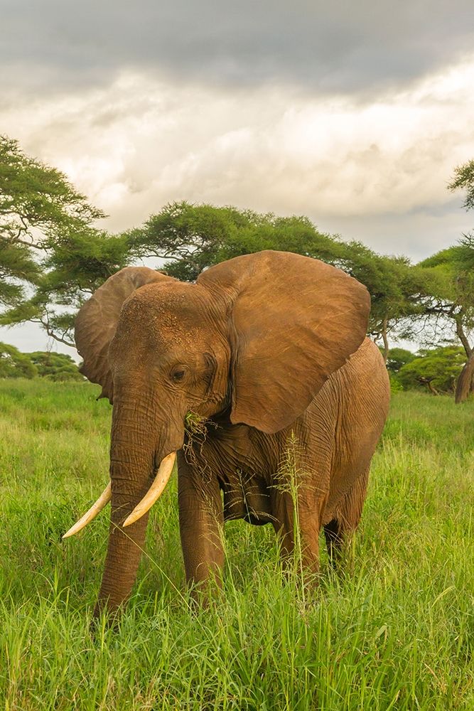 Wall Art Painting id:398854, Name: Africa-Tanzania-Tarangire National Park African elephant close-up , Artist: Jaynes Gallery