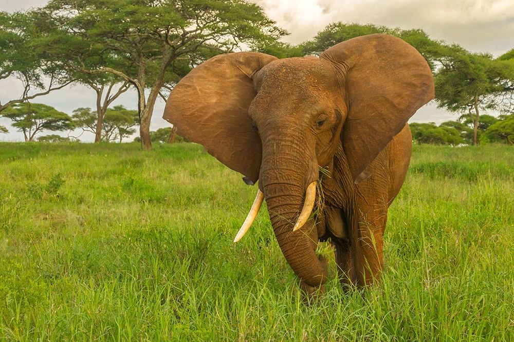 Wall Art Painting id:398855, Name: Africa-Tanzania-Tarangire National Park African elephant close-up , Artist: Jaynes Gallery