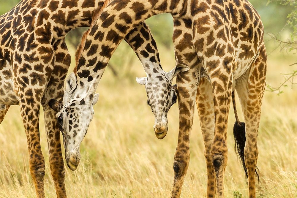 Wall Art Painting id:398863, Name: Africa-Tanzania-Serengeti National Park Young Maasai giraffes sparring , Artist: Jaynes Gallery