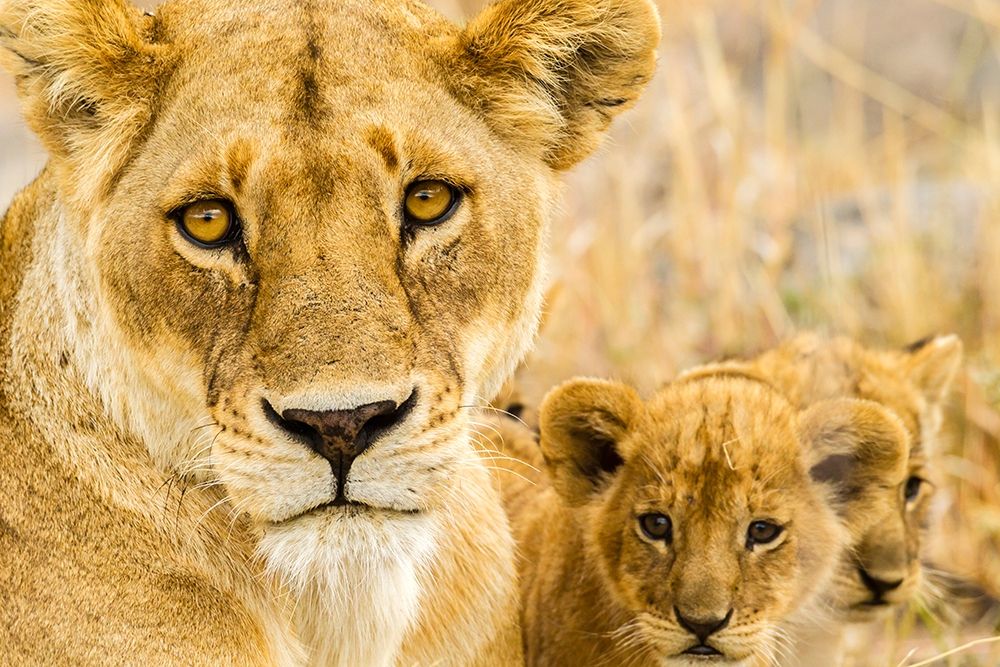 Wall Art Painting id:398864, Name: Africa-Tanzania-Serengeti National Park African lioness and cubs , Artist: Jaynes Gallery