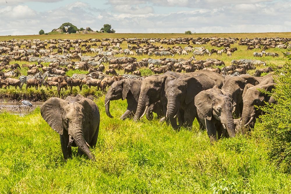 Wall Art Painting id:398872, Name: Africa-Tanzania-Serengeti National Park Migration of zebras and wildebeests with elephant herd , Artist: Jaynes Gallery