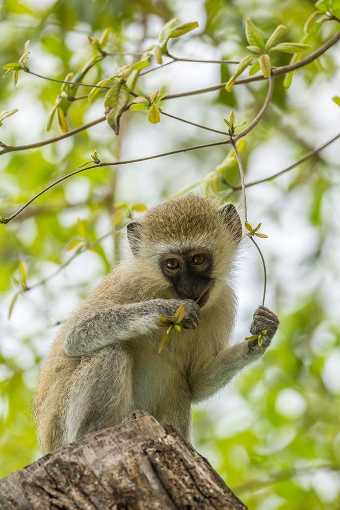 Wall Art Painting id:398874, Name: Africa-Tanzania-Tarangire National Park Young vervet monkey close-up , Artist: Jaynes Gallery