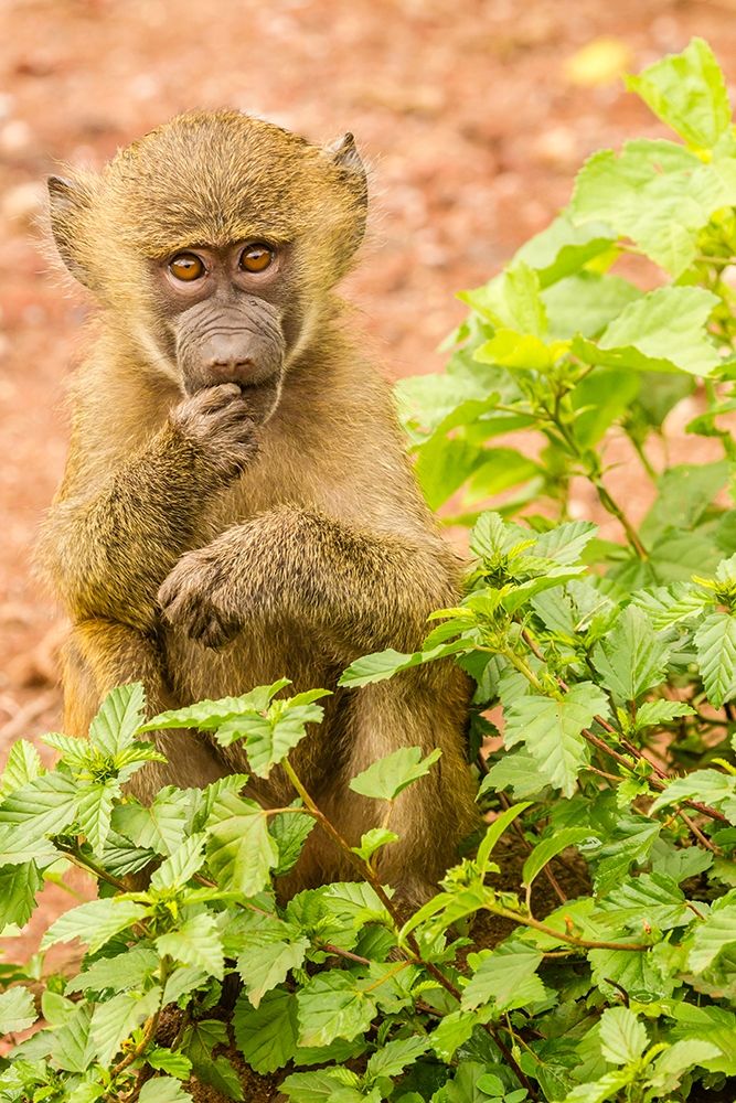 Wall Art Painting id:398875, Name: Africa-Tanzania-Lake Manyara National Park Olive baboon baby close-up , Artist: Jaynes Gallery