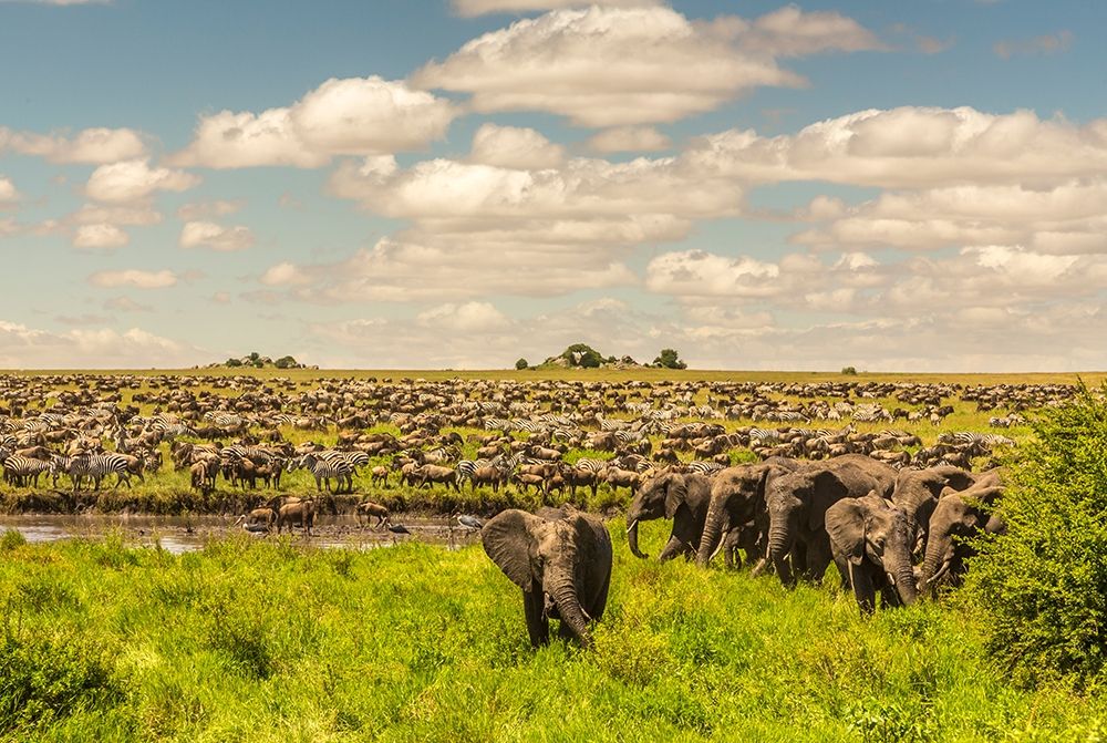 Wall Art Painting id:398879, Name: Africa-Tanzania-Serengeti National Park Migration of zebras and wildebeests with elephant herd , Artist: Jaynes Gallery