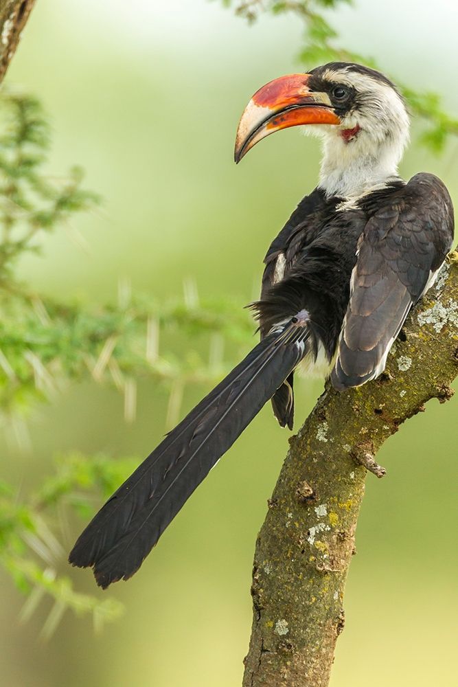 Wall Art Painting id:398882, Name: Africa-Tanzania-Tarangire National Park Von der Deckens hornbill bird close-up , Artist: Jaynes Gallery