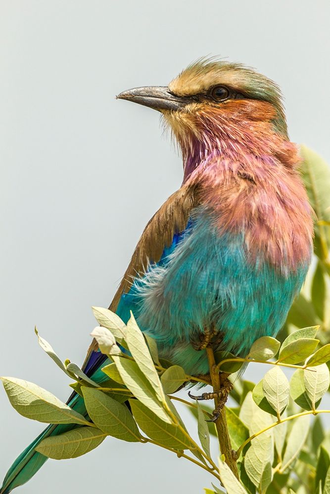 Wall Art Painting id:398883, Name: Africa-Tanzania-Tarangire National Park Lilac-breasted roller close-up , Artist: Jaynes Gallery