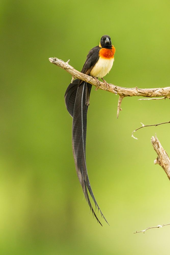 Wall Art Painting id:398885, Name: Africa-Tanzania-Tarangire National Park Paradise whydah bird on limb , Artist: Jaynes Gallery