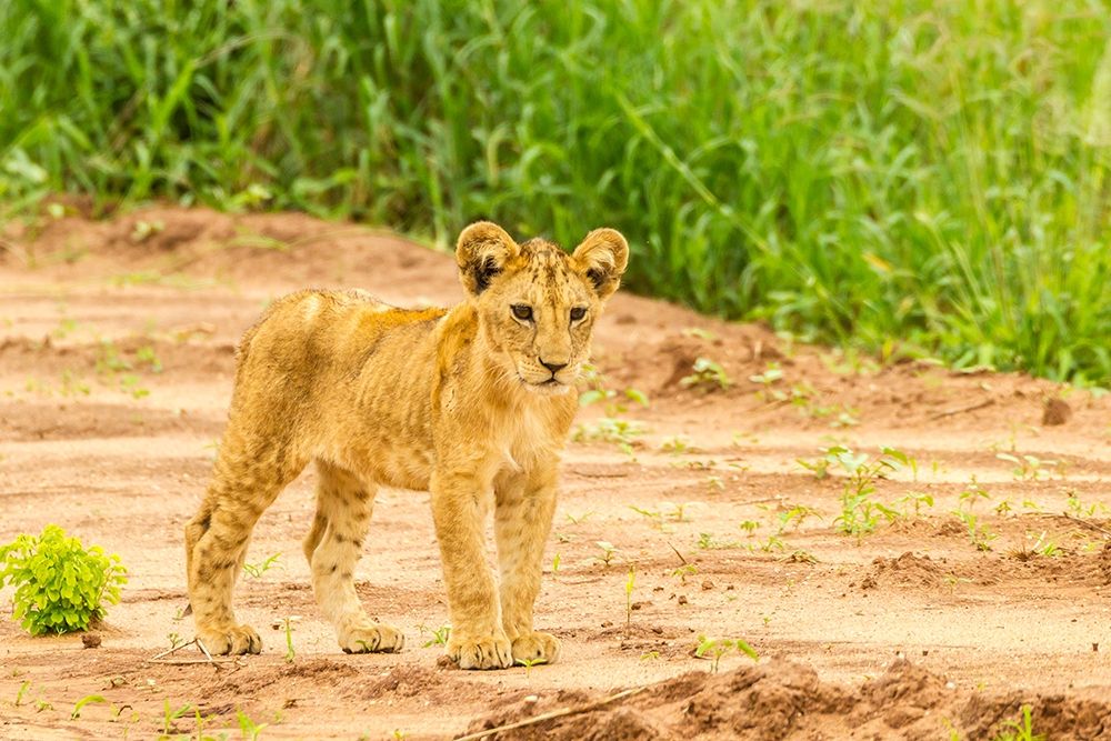 Wall Art Painting id:398887, Name: Africa-Tanzania-Tarangire National Park Lion cub close-up , Artist: Jaynes Gallery