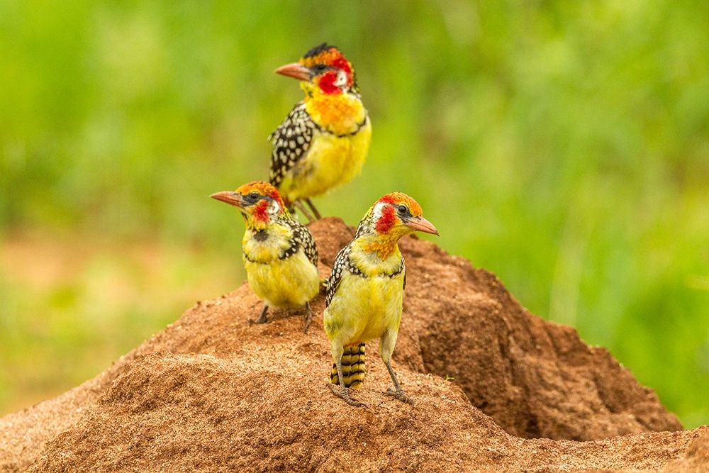 Wall Art Painting id:398890, Name: Africa-Tanzania-Tarangire National Park Red-and-yellow barbets on dirt mound , Artist: Jaynes Gallery