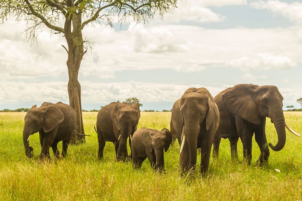 Wall Art Painting id:398891, Name: Africa-Tanzania-Tarangire National Park African elephant adults and young , Artist: Jaynes Gallery