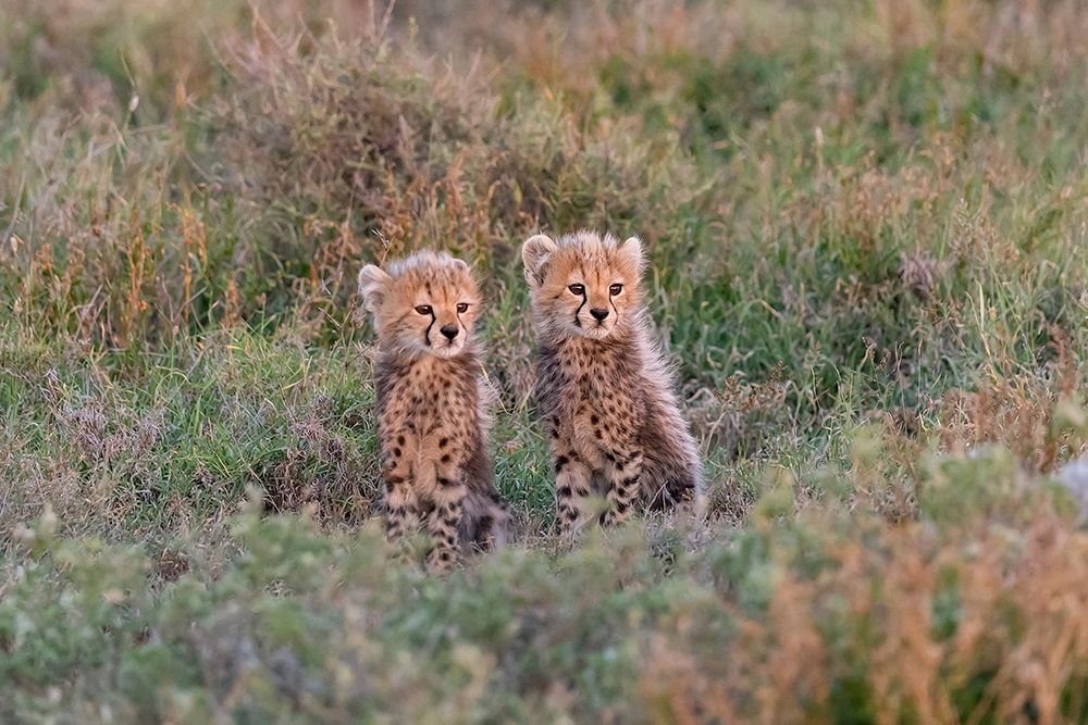 Wall Art Painting id:398900, Name: Africa-Tanzania-Serengeti National Park Baby cheetahs close-up , Artist: Jaynes Gallery