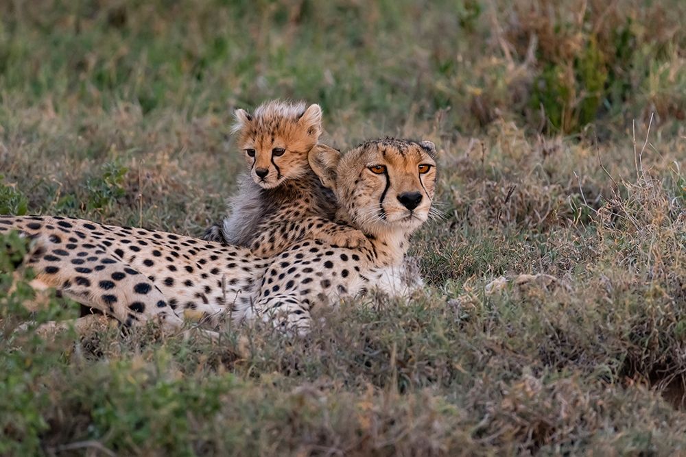 Wall Art Painting id:398901, Name: Africa-Tanzania-Serengeti National Park Mother cheetah and baby , Artist: Jaynes Gallery