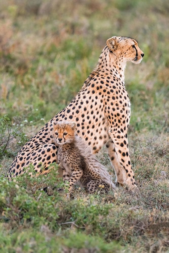 Wall Art Painting id:398902, Name: Africa-Tanzania-Serengeti National Park Mother cheetah and baby , Artist: Jaynes Gallery