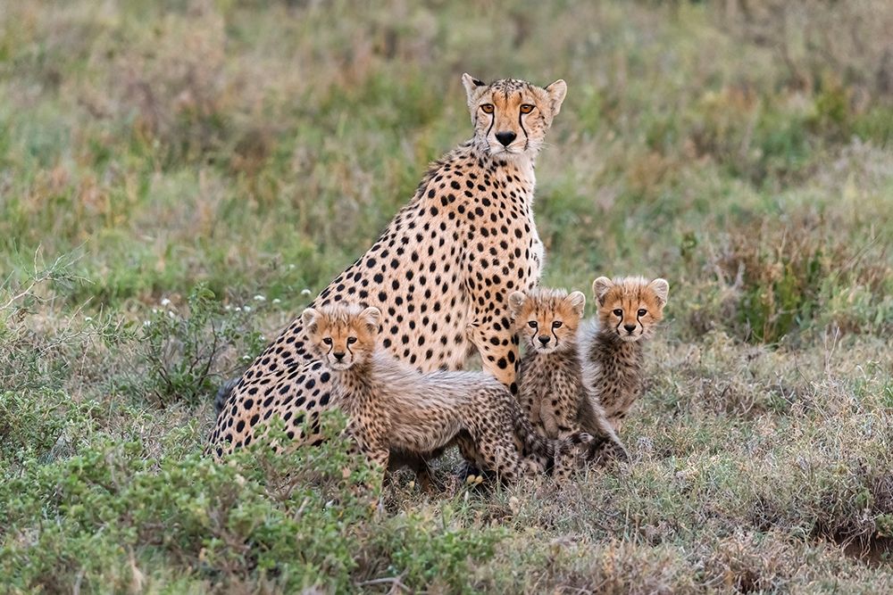 Wall Art Painting id:398904, Name: Africa-Tanzania-Serengeti National Park Mother cheetah and young , Artist: Jaynes Gallery