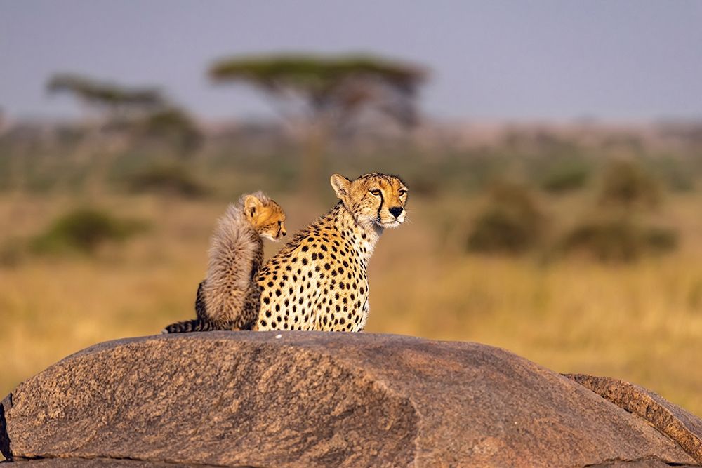 Wall Art Painting id:398905, Name: Africa-Tanzania-Serengeti National Park Mother cheetah and baby , Artist: Jaynes Gallery