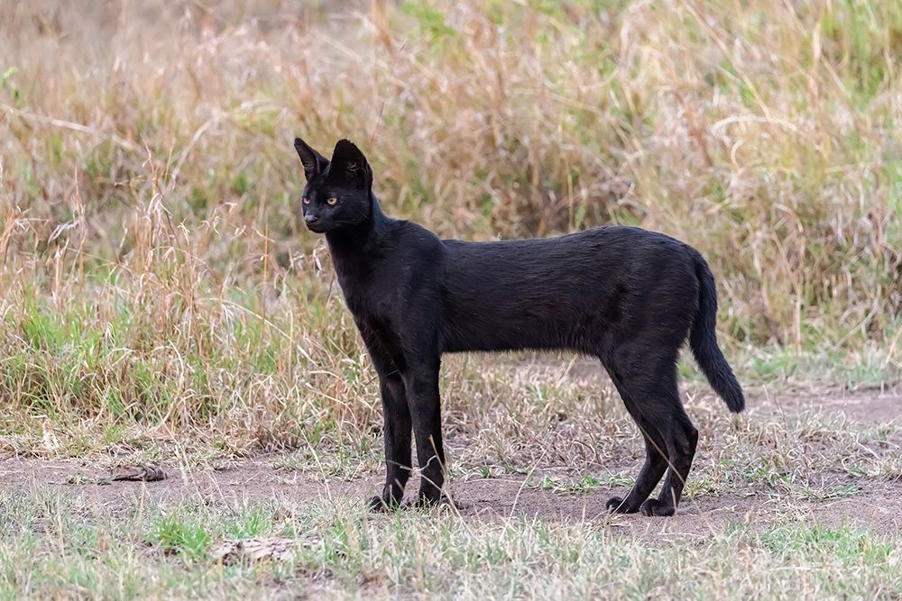 Wall Art Painting id:398907, Name: Africa-Tanzania-Serengeti National Park Black serval cat in grass , Artist: Jaynes Gallery