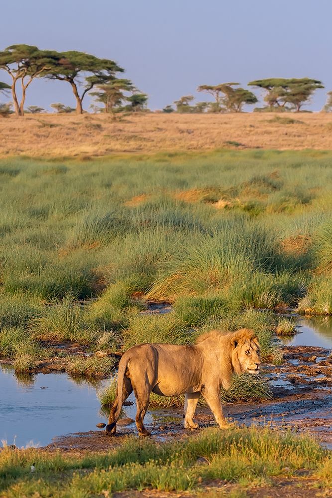 Wall Art Painting id:398909, Name: Africa-Tanzania-Serengeti National Park Male lion and water , Artist: Jaynes Gallery