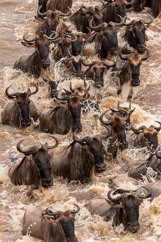 Wall Art Painting id:398911, Name: Africa-Tanzania-Serengeti National Park Wildebeests crossing Mara River , Artist: Jaynes Gallery