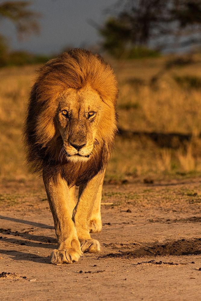 Wall Art Painting id:398912, Name: Africa-Tanzania-Serengeti National Park Male lion close-up , Artist: Jaynes Gallery