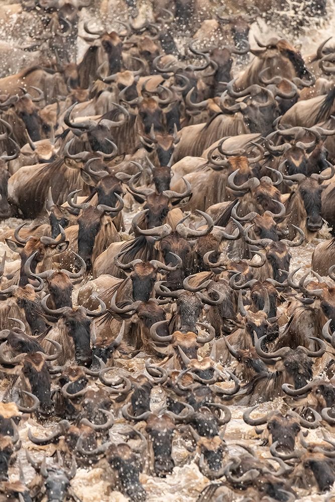 Wall Art Painting id:398915, Name: Africa-Tanzania-Serengeti National Park Wildebeests crossing Mara River , Artist: Jaynes Gallery