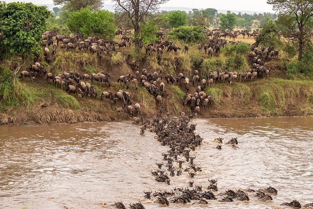 Wall Art Painting id:398916, Name: Africa-Tanzania-Serengeti National Park Wildebeests crossing Mara River , Artist: Jaynes Gallery